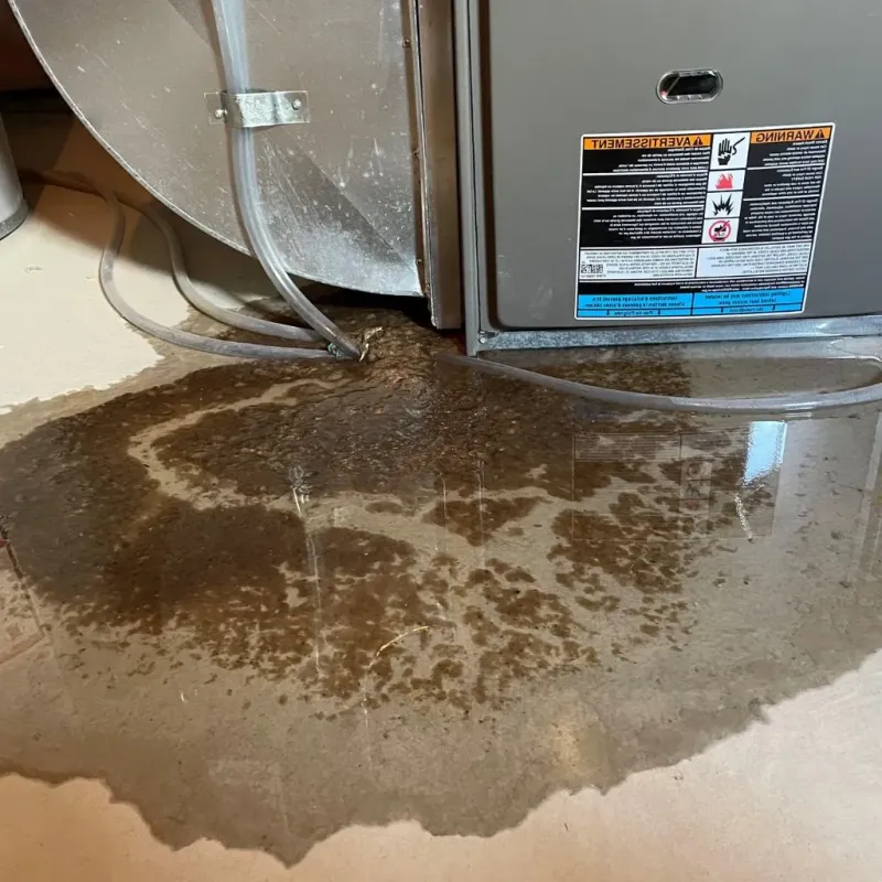 Pipe Burst and Leak Restoration in Raynham Center, MA