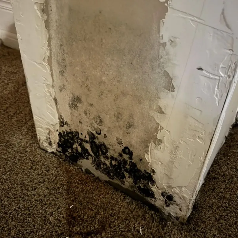 Professional Mold Removal in Raynham Center, MA